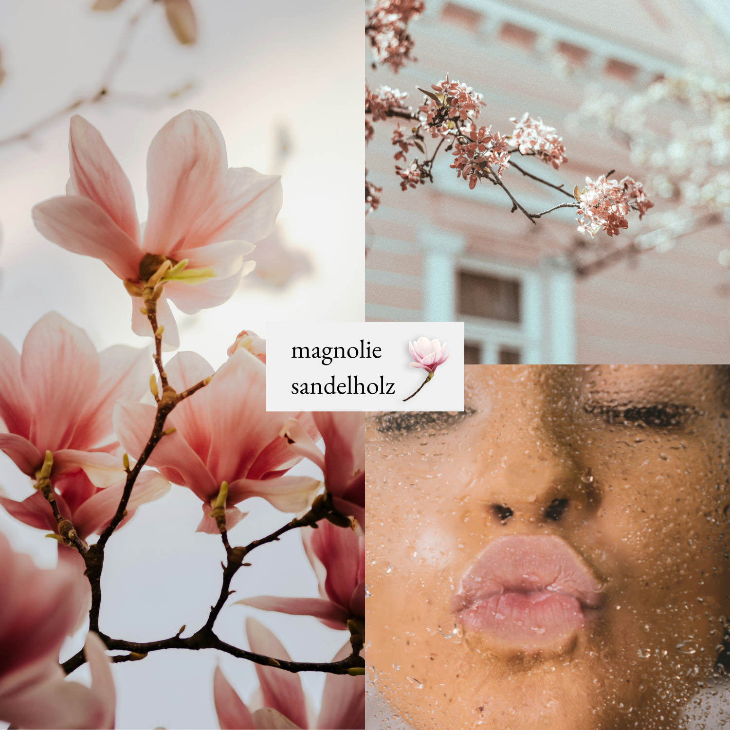 Magnolienblüten und sanfte Hautaufnahme als Duftinspiration für we:care² Handseife Magnolie & Sandelholz
